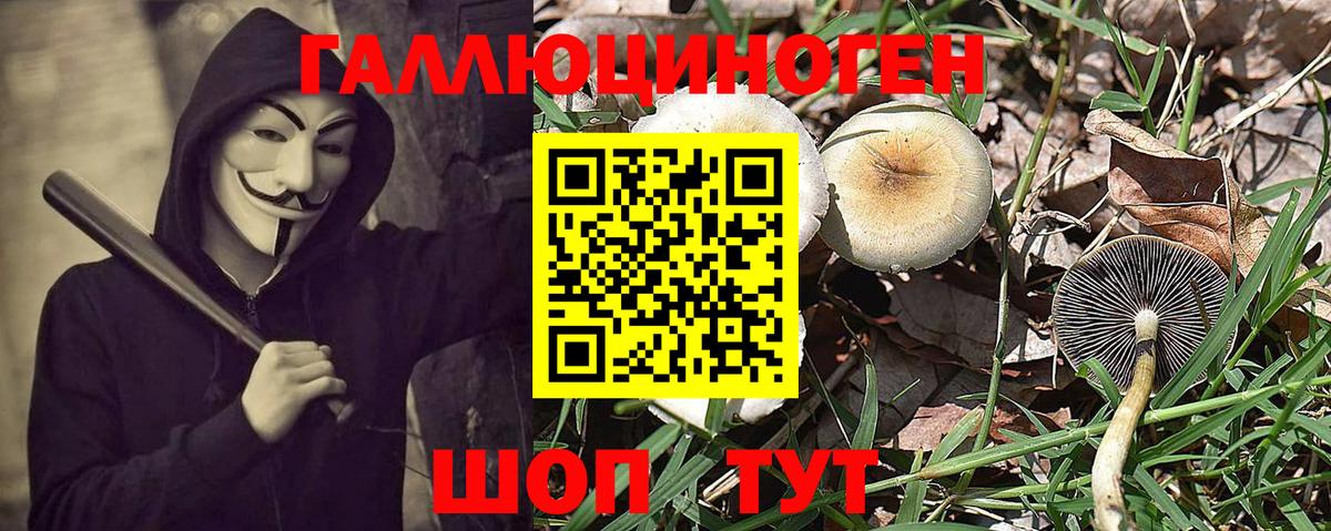 Галлюциногенные грибы Psilocybe Ачхой-Мартан